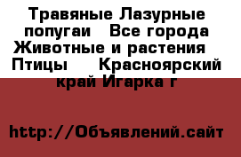 Травяные Лазурные попугаи - Все города Животные и растения » Птицы   . Красноярский край,Игарка г.